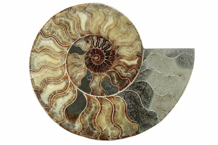 Cut & Polished Ammonite Fossil (Half) - Madagascar #213073